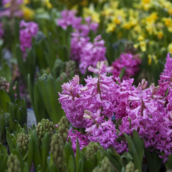 Flores de jacinto roxo — Fotografia de Stock