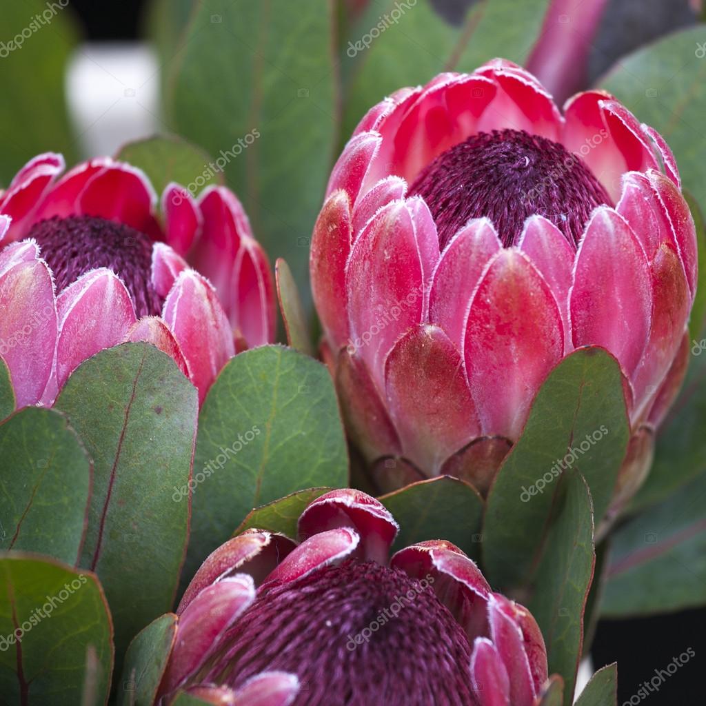 Bunches Of Proteas Stock Photo Image By C Elenarostunova 63398739