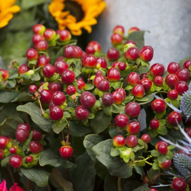 Ayçiçeği ile kırmızı alıç