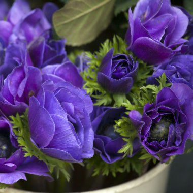 Mavi anemon coronaria