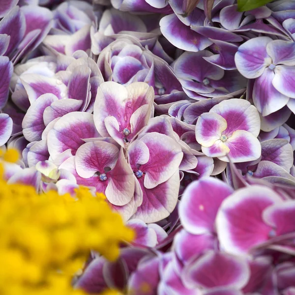 Mimosa e hortênsia no mercado — Fotografia de Stock