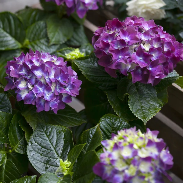 Variedade colorida de flores — Fotografia de Stock