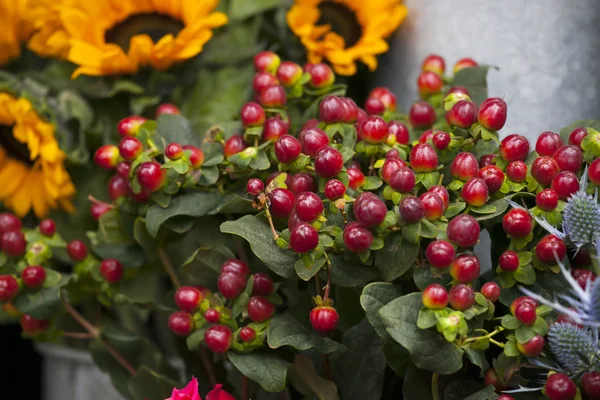 Red hawthorn with sunflowers — Stock Photo, Image