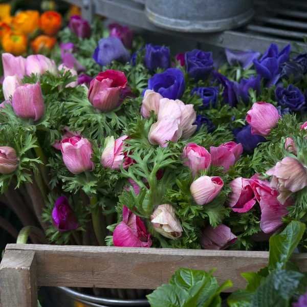 Flores de anémona en jarrón — Foto de Stock