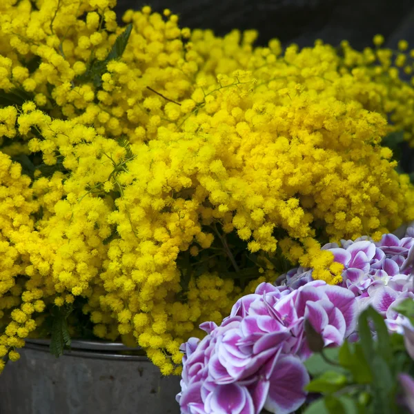 Mimosa amarela e hortênsia — Fotografia de Stock