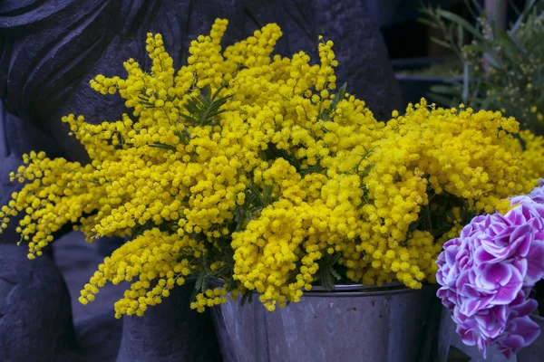 Yellow mimosa and hydrangea — Stock Photo, Image