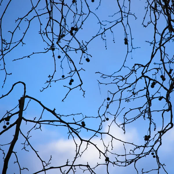 Graines sur les branches d'arbres — Photo