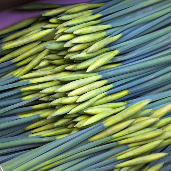 Fundo de flores amarelas — Fotografia de Stock