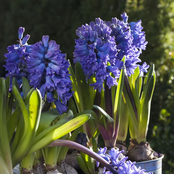 Prachtige blauwe hyacinten — Stockfoto