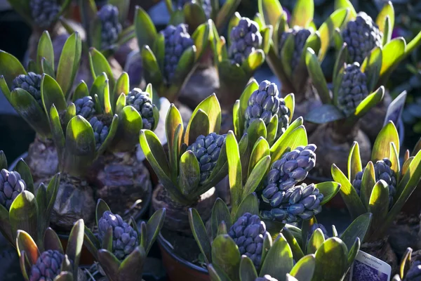 Background blue hyacinths — Stock Photo, Image