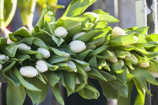 Świeże białe tulipany — Zdjęcie stockowe