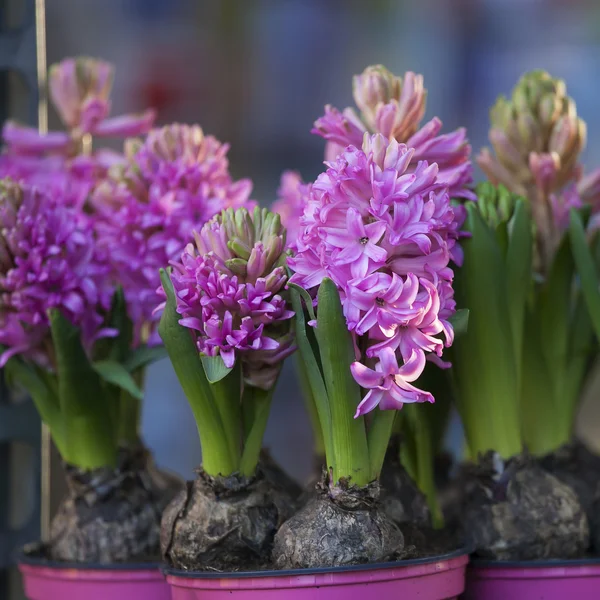 Heldere kleurrijke hyacinten — Stockfoto