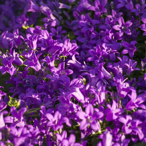 봄 초 롱 꽃 속 꽃 — 스톡 사진