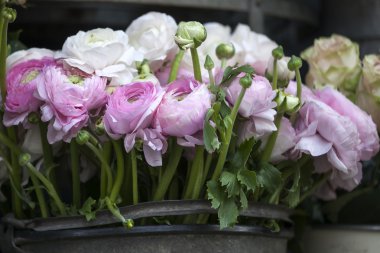 Beyaz Düğünçiçeği Farsça düğün çiçeği