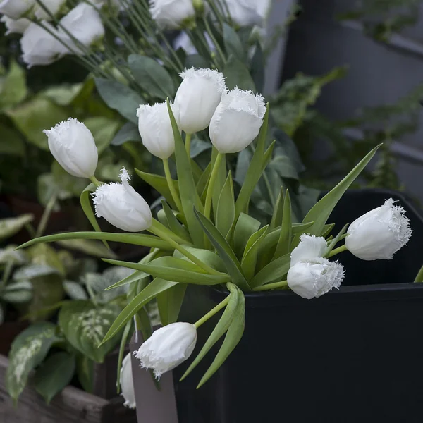 Friss fehér tulipánok — Stock Fotó
