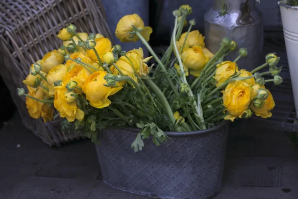 Yellow ranunculus flowers — Stock Photo, Image