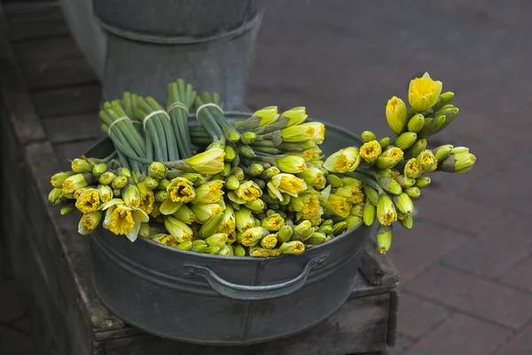 Yellow daffodils  flowers — Stock Photo, Image