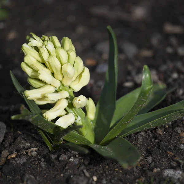 Hyacinth flower bulb — Stock Photo, Image