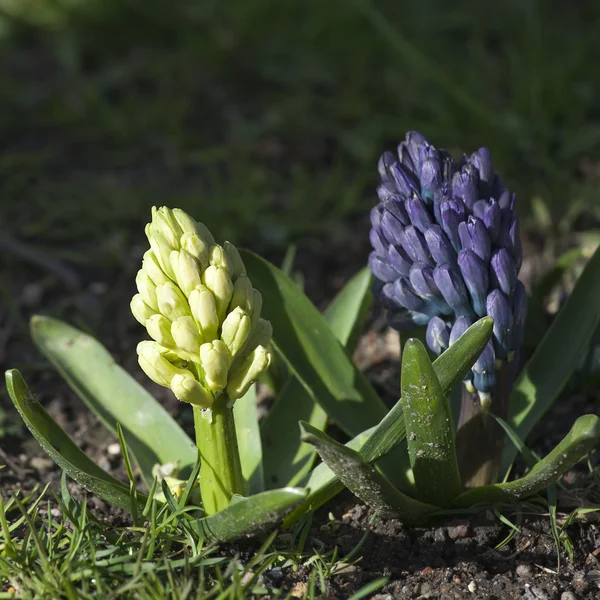 Bulbos de flores de jacinto —  Fotos de Stock