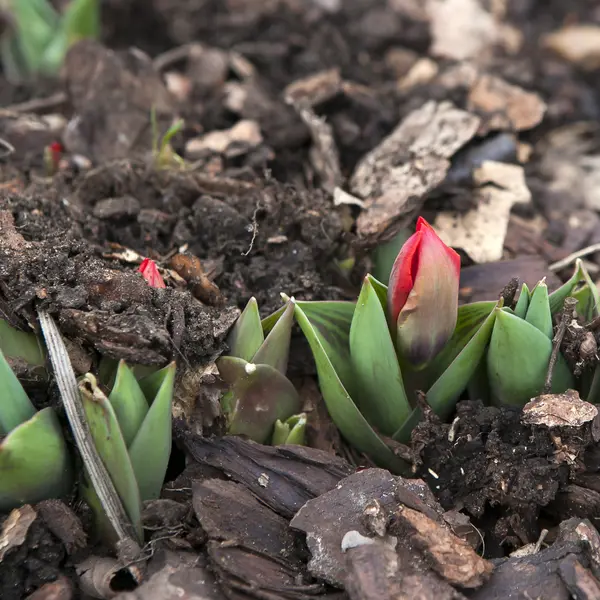 Growing tulip plant — Stock Photo, Image