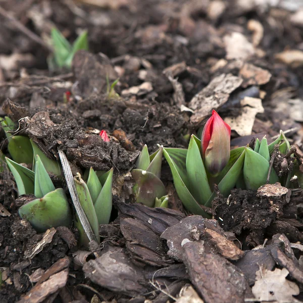 Growing tulip plant — Stock Photo, Image