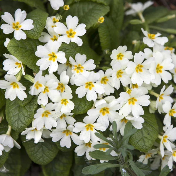 White flowers Primroses — Stock Photo, Image