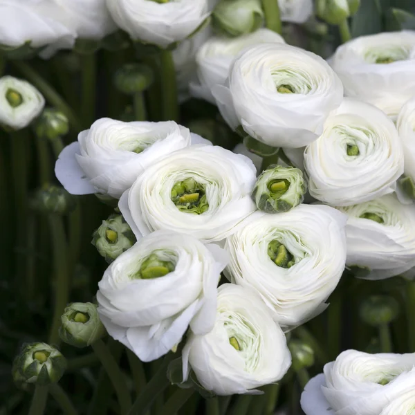 Ranuncolo bianco ranuncolo persiano — Foto Stock