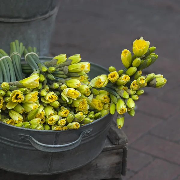 Çinko haykırmak içinde sarı nergis