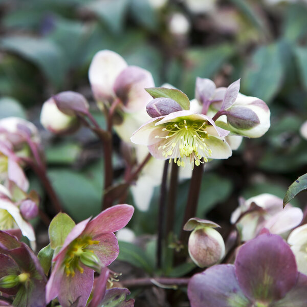 Stinking hellebore (Helleborus foetidus)