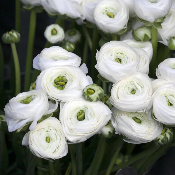 Ranuncolo bianco ranuncolo persiano — Foto Stock