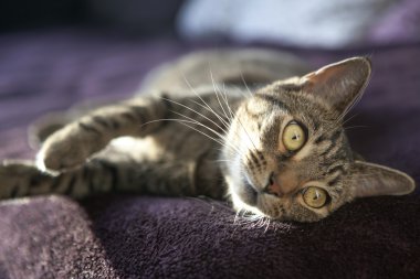 sevimli kedi rahatlatıcı