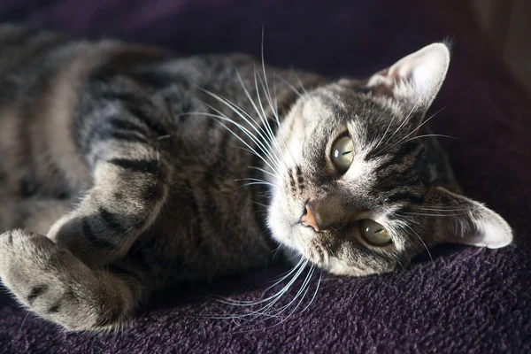 Cute cat relaxing — Stock Photo, Image