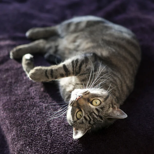 Cute cat relaxing — Stock Photo, Image