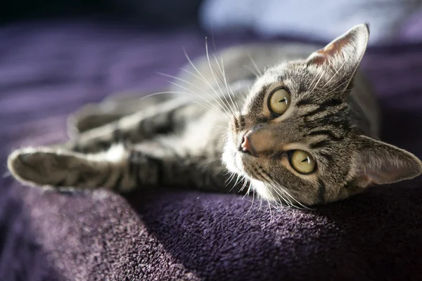 Lindo gato relajante — Foto de Stock