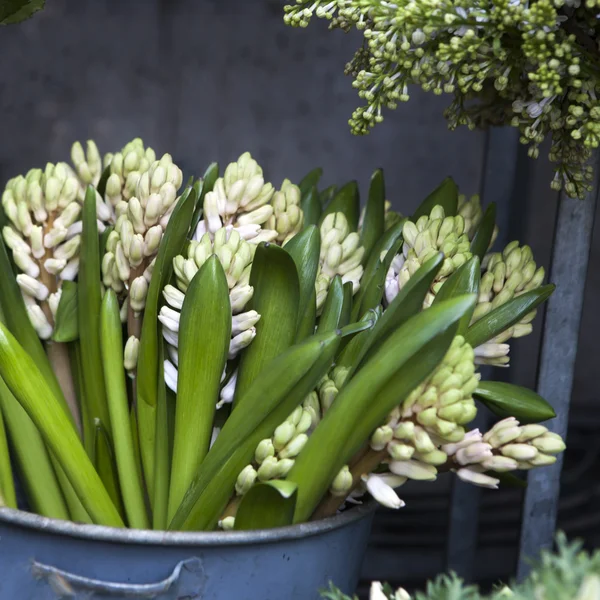 Blue hyacinths for sale Pictures, Blue hyacinths for sale Stock Photos