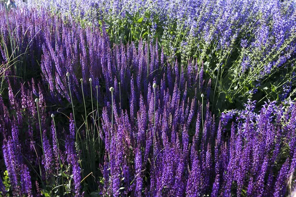 Allium montanum ssp. spiralis és a Salvia officinalis — Stock Fotó