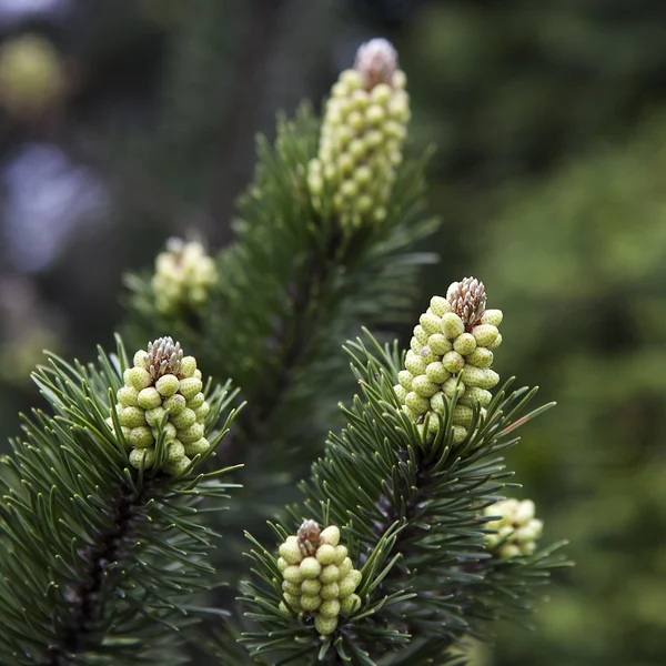 Spruce branches in the woods. — Stock Photo, Image