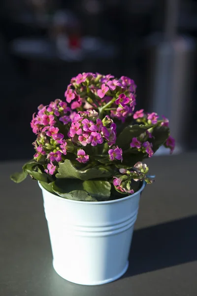 Rostlinu Kalanchoe blossfeldiana léčivá a běžně pěstována — Stock fotografie