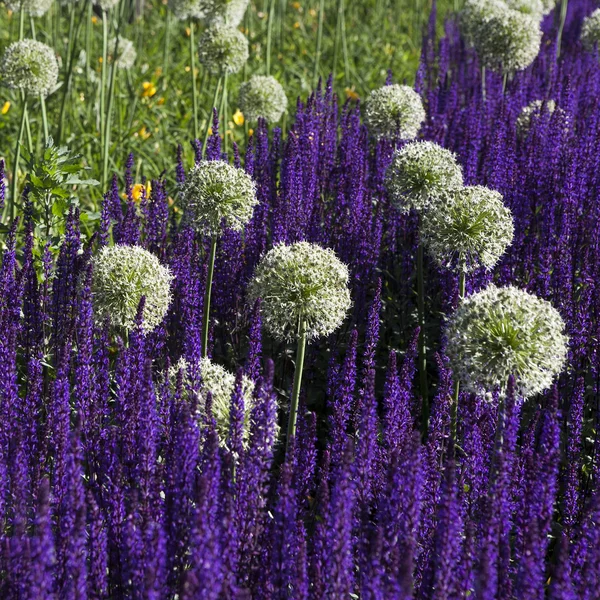 Allium montanum ssp. spiralis és a Salvia officinalis — Stock Fotó