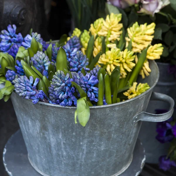 Blauwe en gele hyacinten te koop — Stockfoto