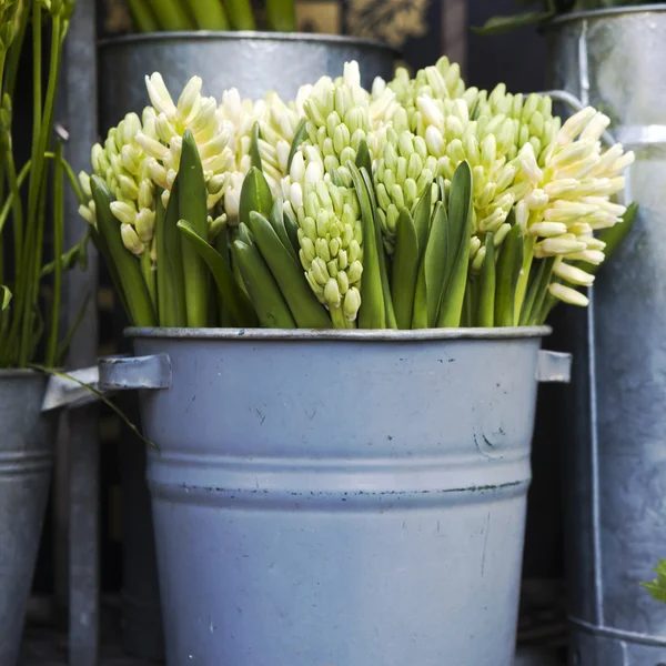 Flowers — Stock Photo, Image