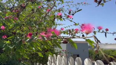 Albizia julibrissin İran ipeği ağacı, Mimosa ağacı