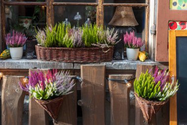 Rustic Autumn Cafe Window Decoration with Pink and Purple Heather in Wicker Baskets