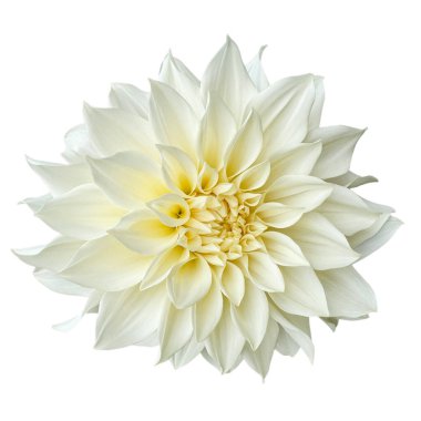 Dahlia beyaz, dekoratif yıldız çiçekleri, Karma Maarten Zwaan ve Beyaz Mükemmellik türlerinde izole edilmiştir.