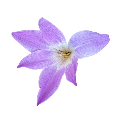 colchicum Specosum steven beyaz üzerine izole