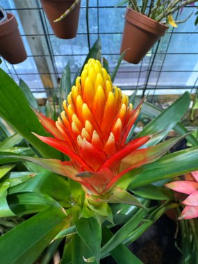 Bir serada canlı sarı ve kırmızı bromeliad çiçeği. Bir bromeliad, özellikle bir Guzman türü..