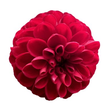 Dahlia Melody Bolero, canlı çiçekleri olan düşük büyüyen dekoratif yıldız çiçeği, uzun ömürlü bahçe bitkisi, sınırlar ve süs çiçekleri için uygun. Beyazın üzerinde izole.