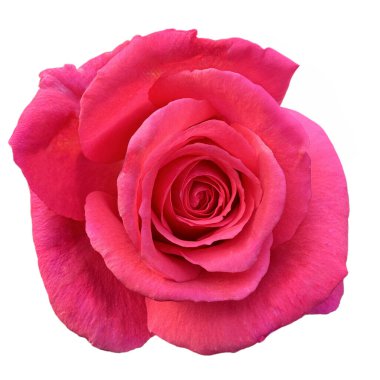 A close-up top-down view of a vibrant pink rose against a white background.