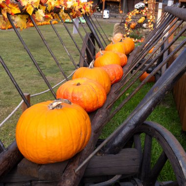 Klasik bir saman tırmığında sergilenen parlak turuncu balkabağı sırları.