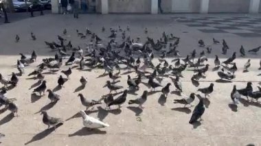 Hayfa, İsrail 20 Haziran 2024: Kamera güvercin kalabalığının arasından uçup gidiyor